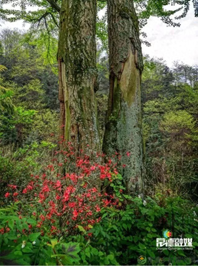 【走进临澧】他用镜头记录了太浮山的春夏秋冬...(图29) 【走进临澧】他用镜头记录了太浮山的春夏秋冬...(图29)