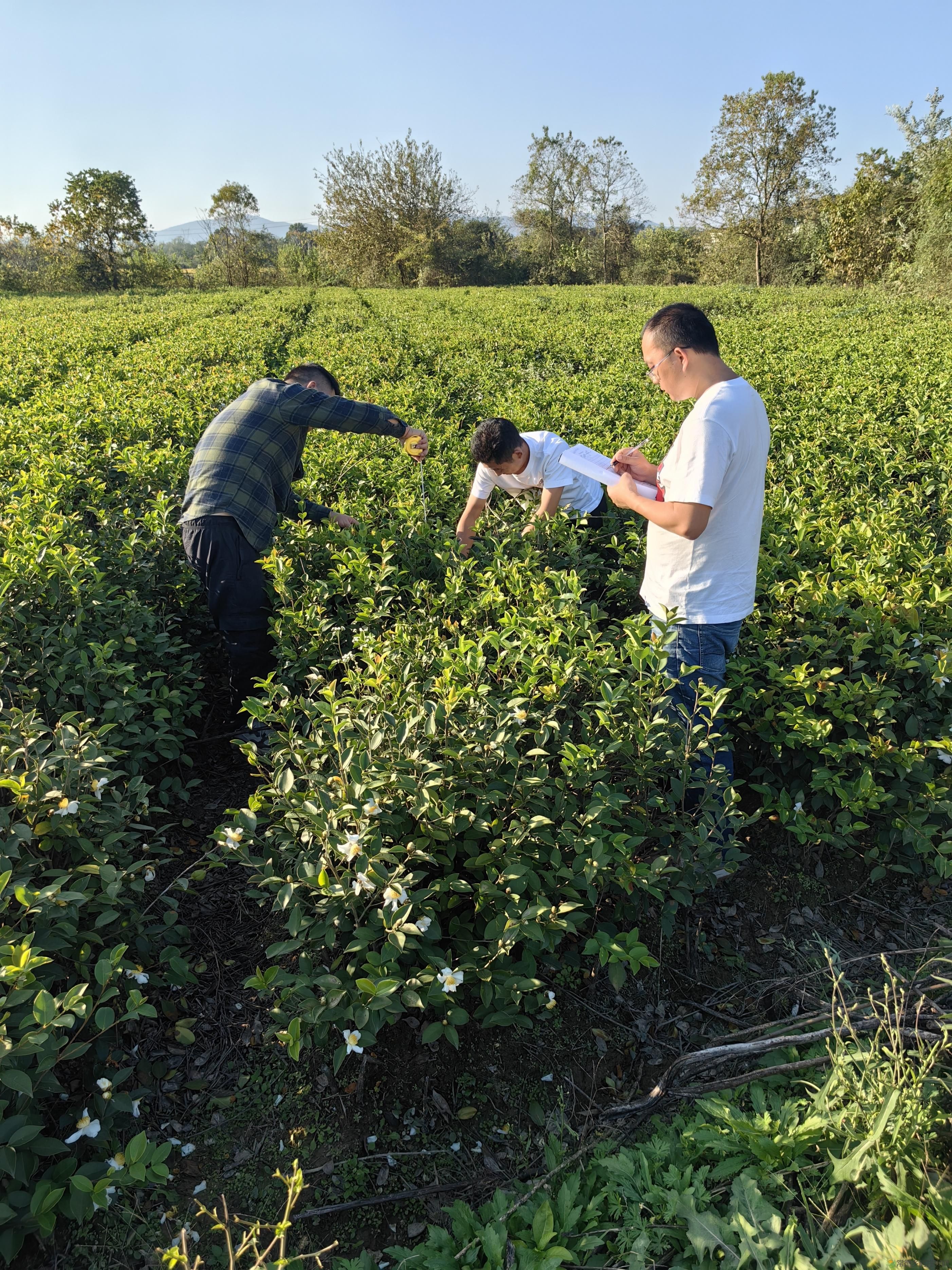 省林科院林木种苗质量检验检测中心来常开展圃地苗木质量抽检工作(图3) 省林科院林木种苗质量检验检测中心来常开展圃地苗木质量抽检工作(图3)