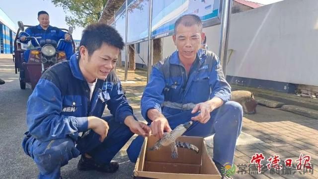 常德沅江里的鳄鱼抓到了！相关部门：外来物种请不要随意放生