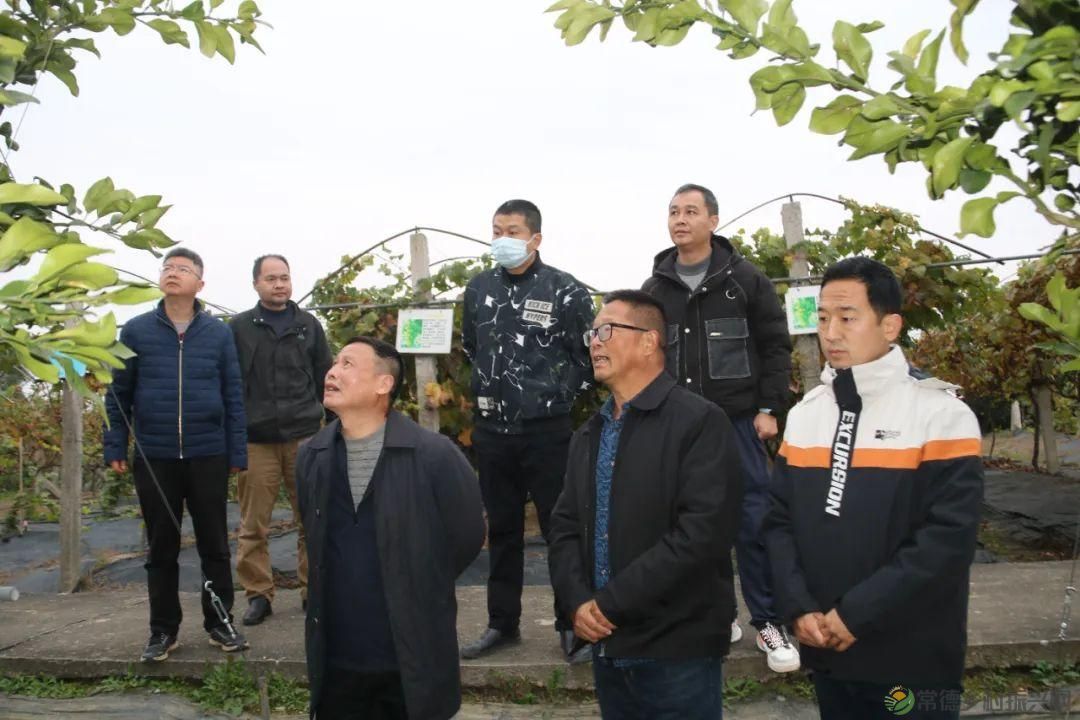 省园艺所专家团来常德市指导果树种业创新工作(图4) 省园艺所专家团来常德市指导果树种业创新工作(图4)