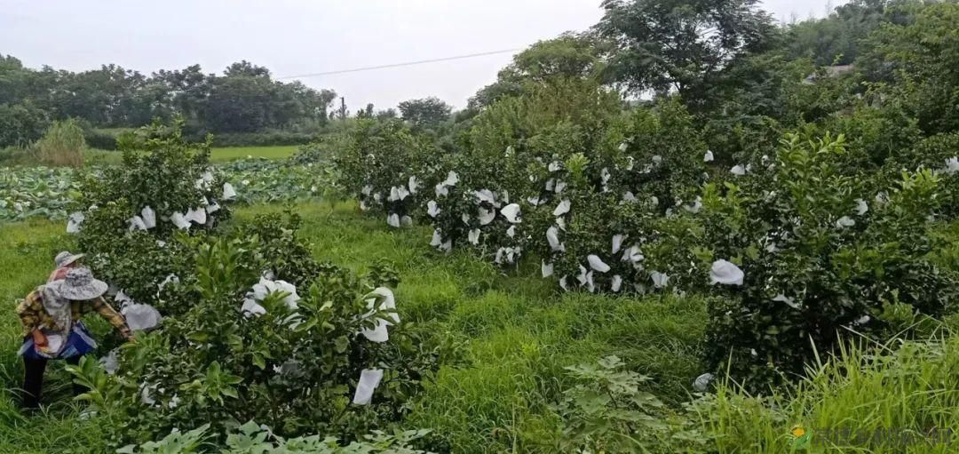 「沅澧新农人」肖良春:“水”润柳城“蜜柚”见你(图9) 「沅澧新农人」肖良春:“水”润柳城“蜜柚”见你(图9)