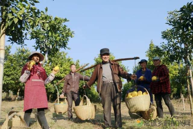 “柚”惑十足，澧县黄金西柚俏枝头