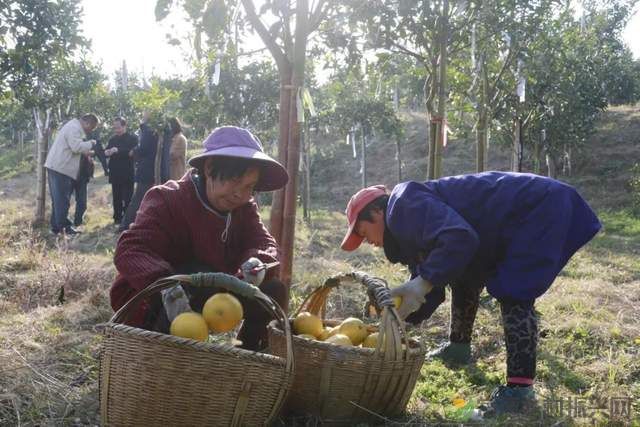 “柚”惑十足,澧县黄金西柚俏枝头(图3) “柚”惑十足,澧县黄金西柚俏枝头(图3)