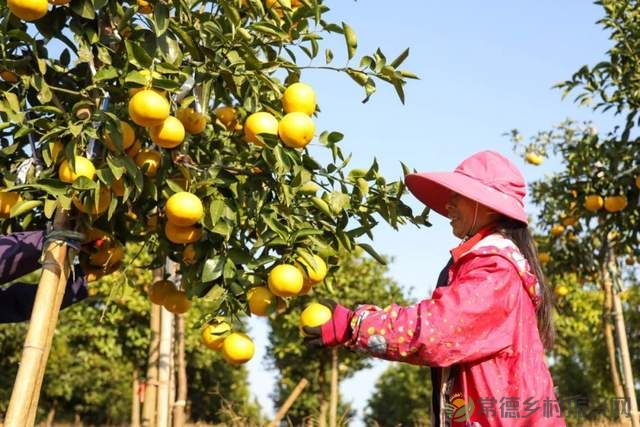 “柚”惑十足,澧县黄金西柚俏枝头(图9) “柚”惑十足,澧县黄金西柚俏枝头(图9)