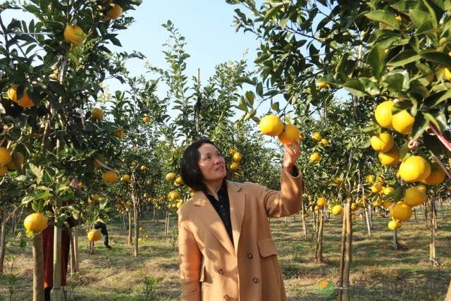 “柚”惑十足,澧县黄金西柚俏枝头(图8) “柚”惑十足,澧县黄金西柚俏枝头(图8)