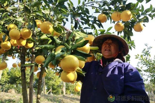“柚”惑十足,澧县黄金西柚俏枝头(图10) “柚”惑十足,澧县黄金西柚俏枝头(图10)