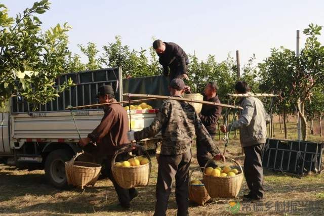“柚”惑十足,澧县黄金西柚俏枝头(图13) “柚”惑十足,澧县黄金西柚俏枝头(图13)