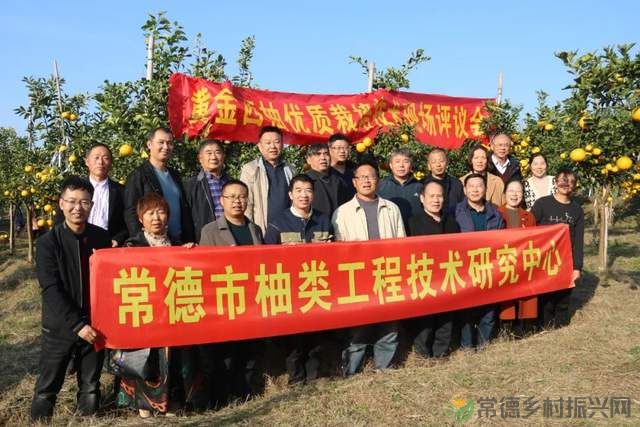 “柚”惑十足,澧县黄金西柚俏枝头(图14) “柚”惑十足,澧县黄金西柚俏枝头(图14)