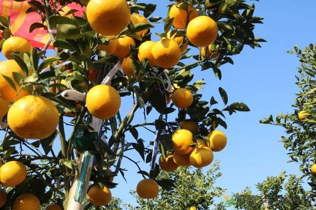 “柚”惑十足,澧县黄金西柚俏枝头(图18) “柚”惑十足,澧县黄金西柚俏枝头(图18)