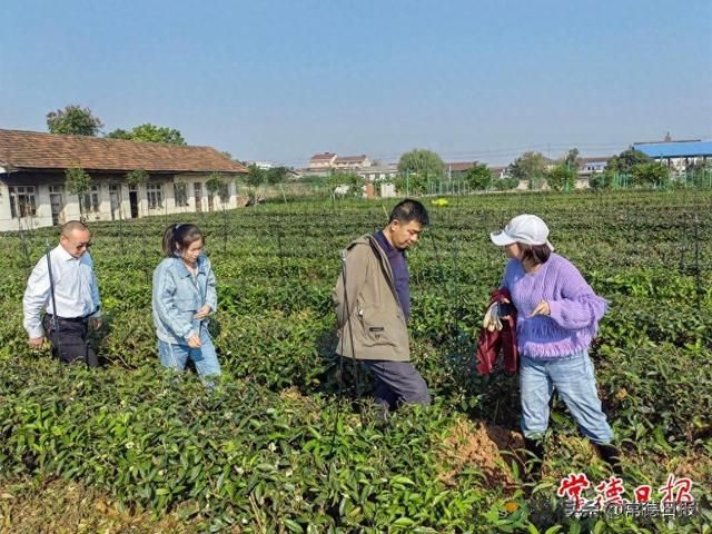 常德市农科院茶树种质资源圃吸引石门学员参观学习