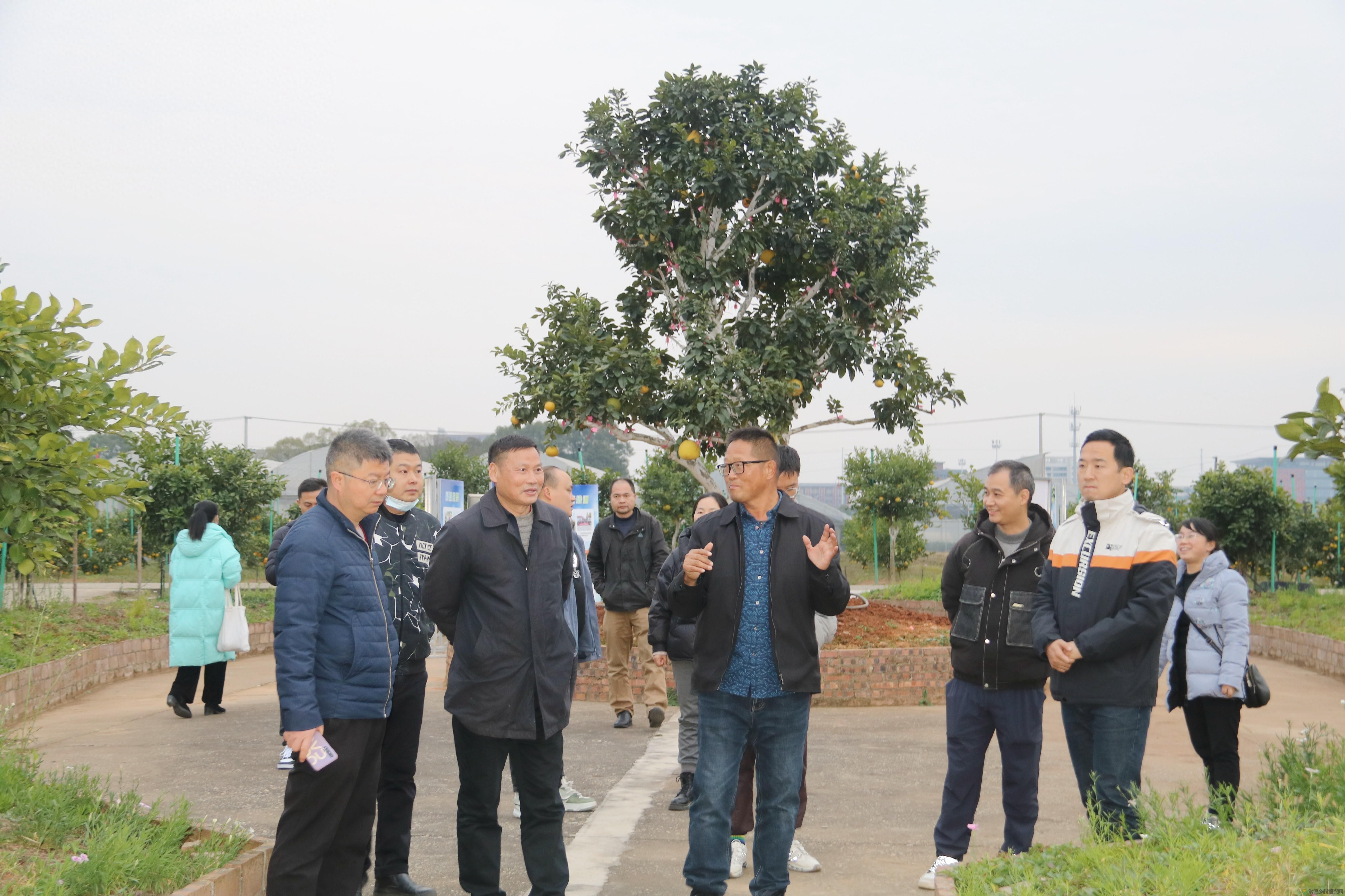 “柚王”的秘密