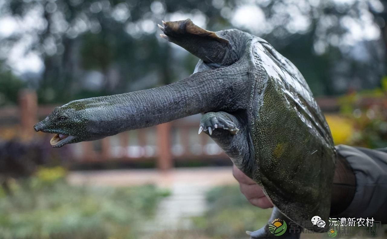 【红火大年 玩转常德】尔滨老铁 小钵子PK铁锅炖，快来常德过年吧(图3)