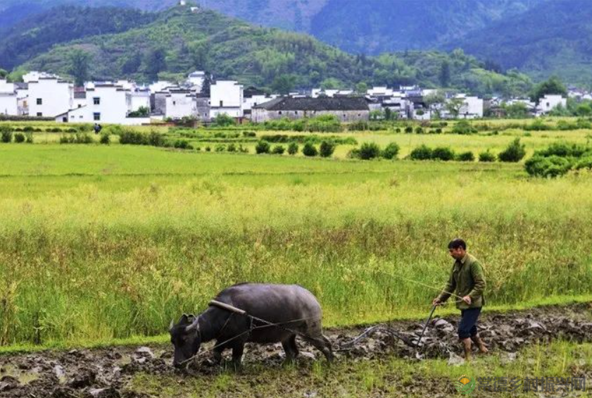 温铁军：回农村不是只能种地，乡村振兴激活大量新业态