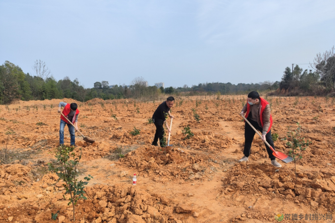 植此青绿 不负自然——常德市自然资源规划系统开展植树活动(图5) 植此青绿 不负自然——常德市自然资源规划系统开展植树活动(图5)