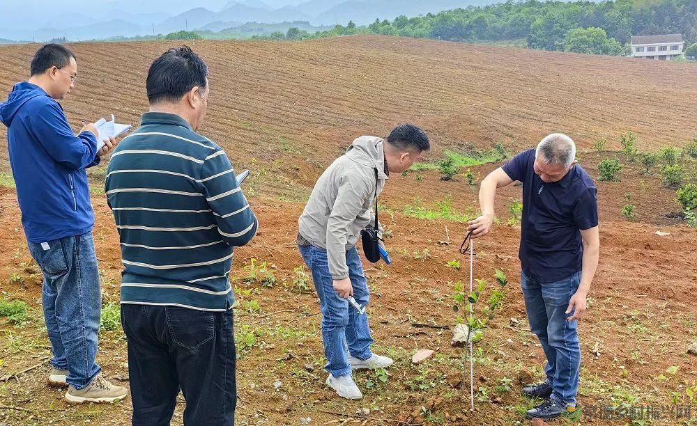 【常德林业】省林科院来常开展造林地苗木质量抽检工作(图2) 【常德林业】省林科院来常开展造林地苗木质量抽检工作(图2)