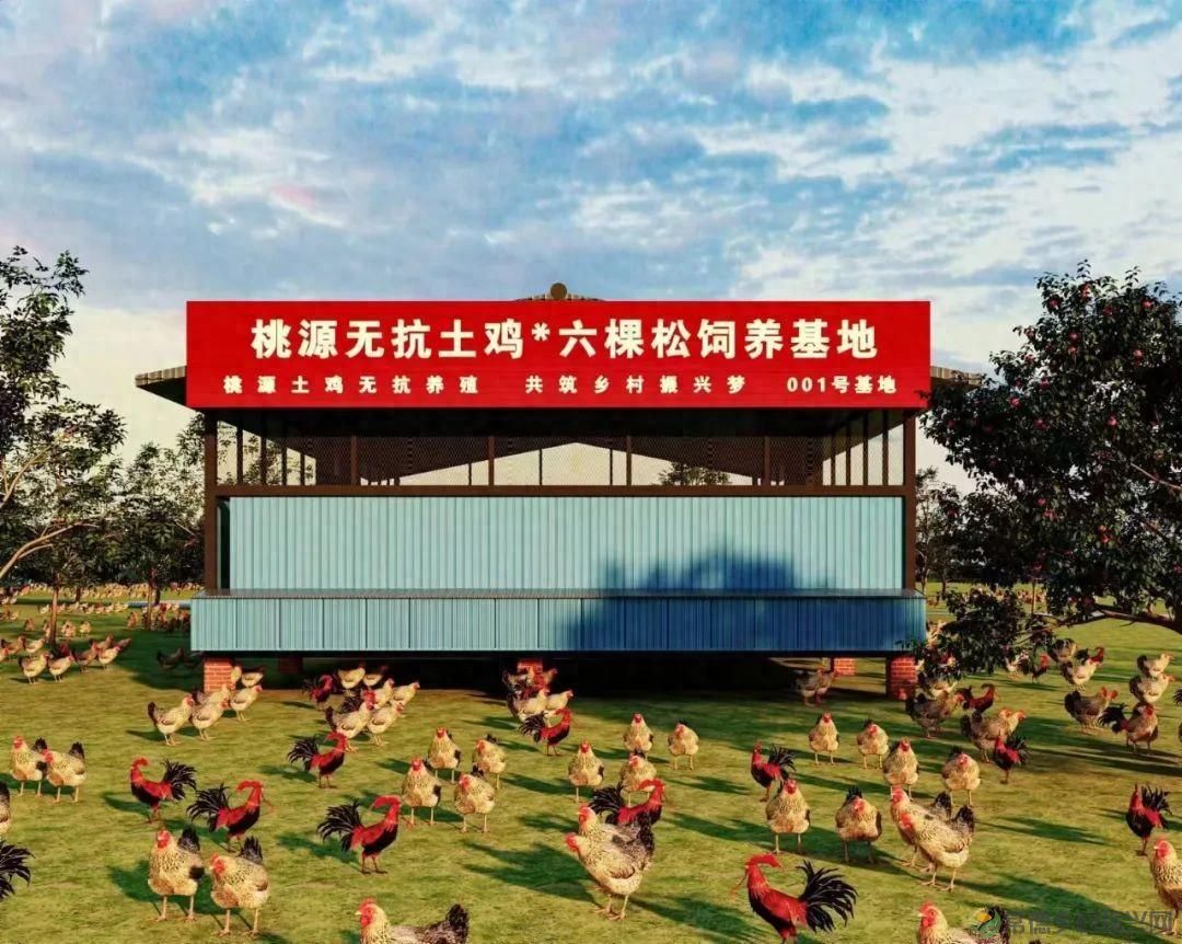 【牧渔常德】市畜牧水产事务中心开展桃源鸡遗传资源保护调研