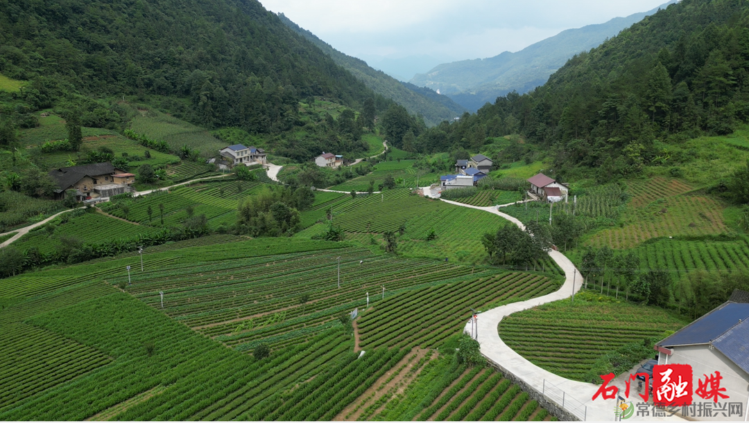 常德石门壶瓶山镇：小小茶叶绿了青山富了百姓