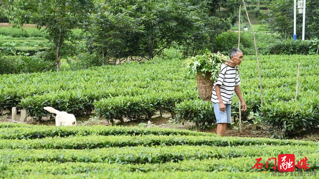 常德石门壶瓶山镇：小小茶叶绿了青山富了百姓(图2)