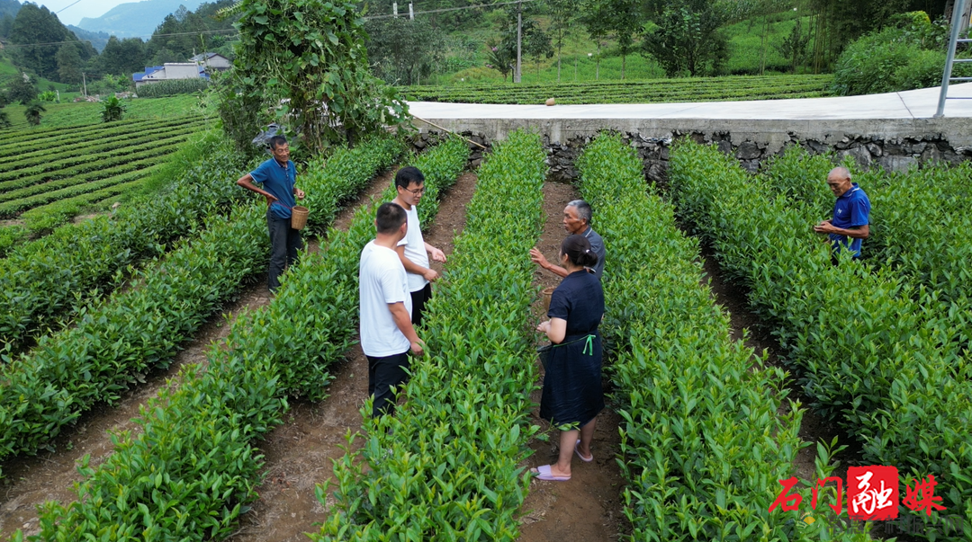 常德石门壶瓶山镇：小小茶叶绿了青山富了百姓(图3)