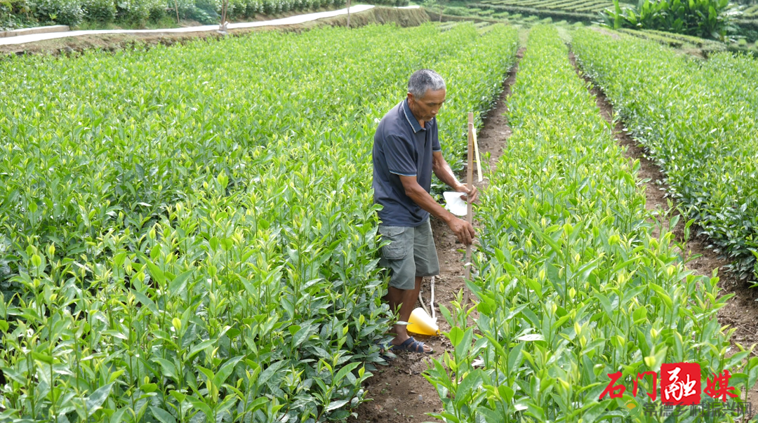 常德石门壶瓶山镇：小小茶叶绿了青山富了百姓(图4)