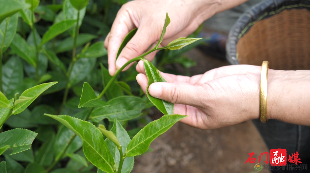 常德石门壶瓶山镇：小小茶叶绿了青山富了百姓(图5)