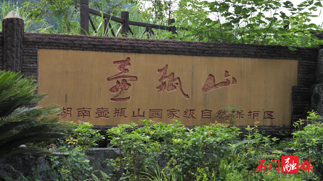 常德石门壶瓶山镇：小小茶叶绿了青山富了百姓(图6)