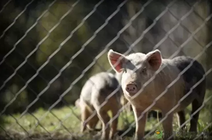 【百年惠生】一头“惠生”猪的“人生自白”