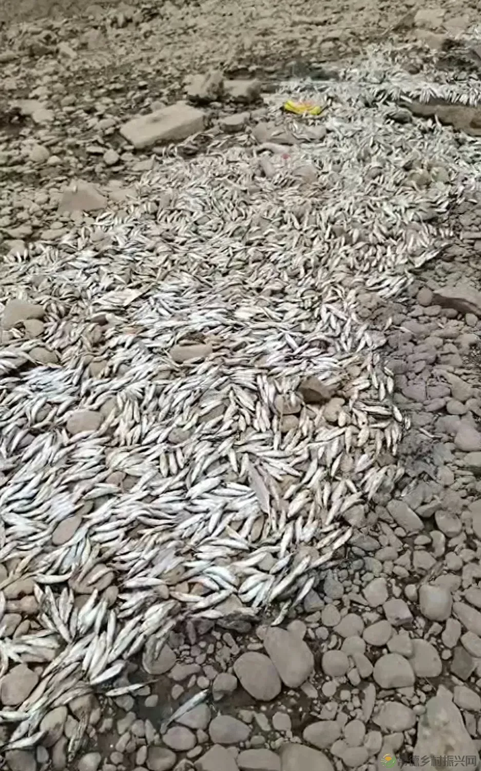 湖南桃源渔政部门:死鱼为银鲴,缺氧所致(图1) 湖南桃源渔政部门:死鱼为银鲴,缺氧所致(图1)