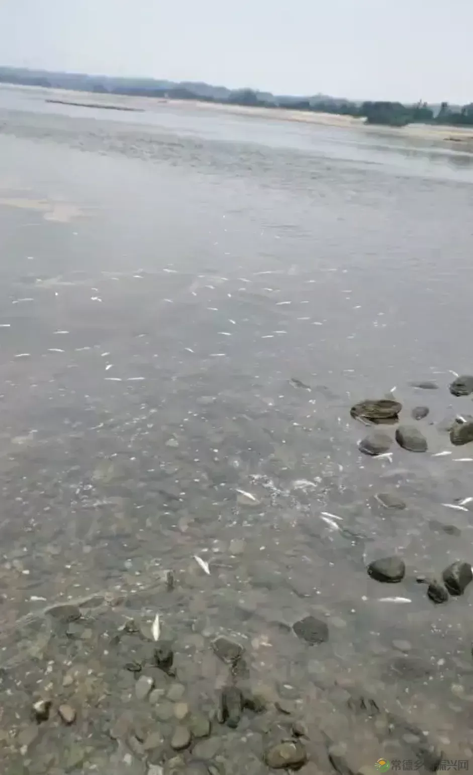 湖南桃源渔政部门:死鱼为银鲴,缺氧所致(图2) 湖南桃源渔政部门:死鱼为银鲴,缺氧所致(图2)