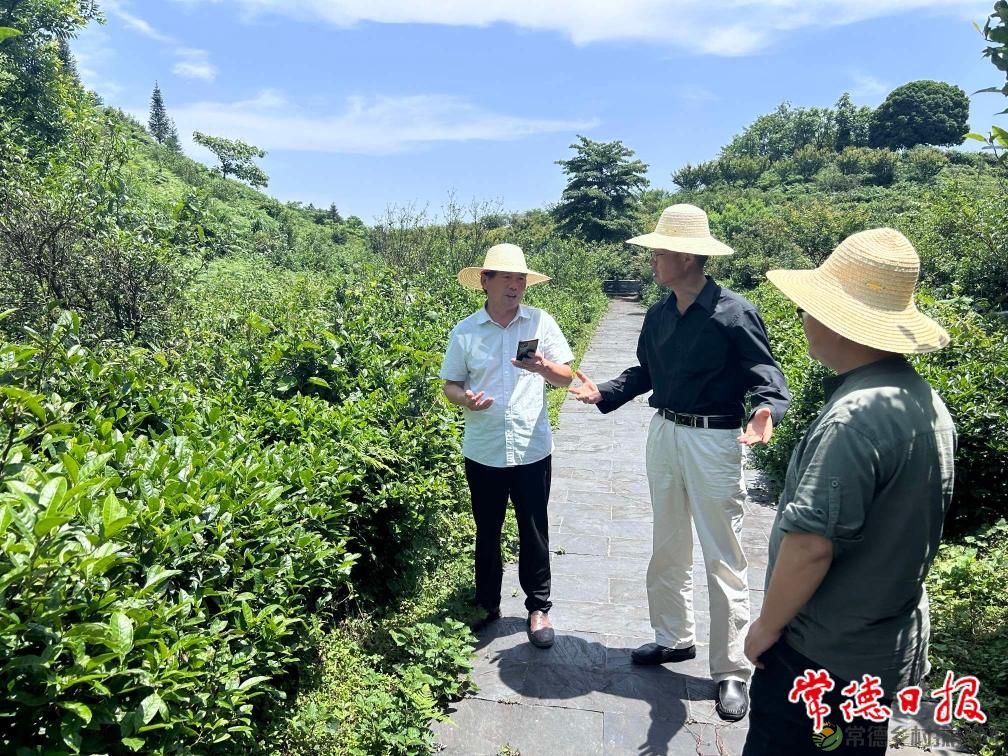 省茶叶产业技术体系湘北（常德）试验站助力茶产业发展(图2)