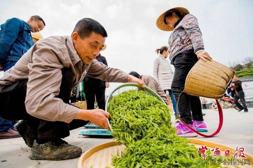 返乡青年“玩转”桃源野茶 (图3) 返乡青年“玩转”桃源野茶 (图3)