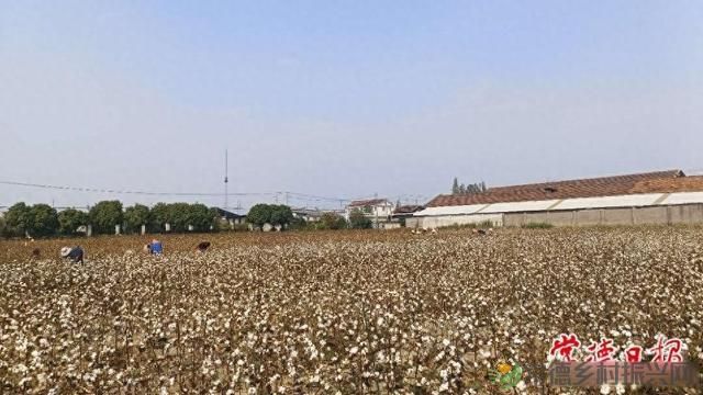 常德棉花全程机械化成为可能(图1) 常德棉花全程机械化成为可能(图1)