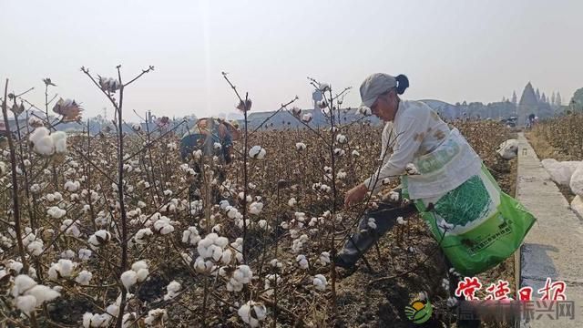 常德棉花全程机械化成为可能(图3) 常德棉花全程机械化成为可能(图3)