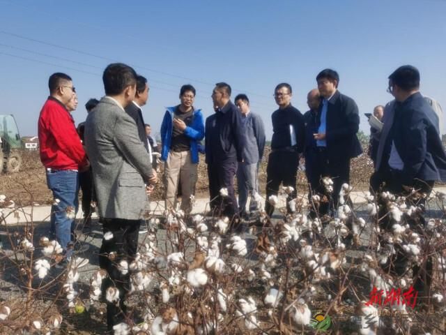 推进湖南棉花生产机械化进程！现场观摩会在常德举行(图4)