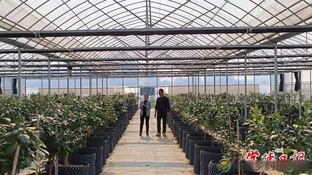 科技创新“点亮”乡村生活——常德市农林科学研究院助力全市农业产业发展纪实(图3)