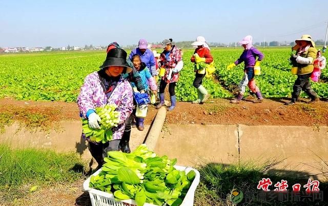 科技创新“点亮”乡村生活——常德市农林科学研究院助力全市农业产业发展纪实(图2)