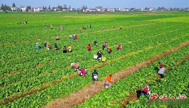 科技创新“点亮”乡村生活——常德市农林科学研究院助力全市农业产业发展纪实