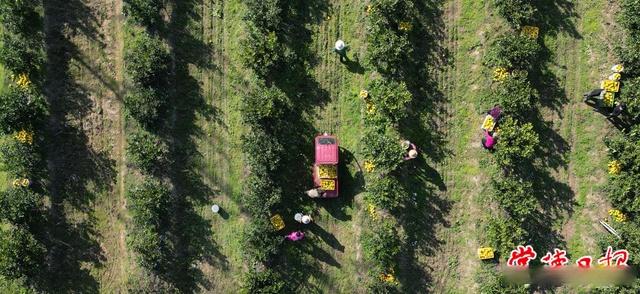 科技创新“点亮”乡村生活——常德市农林科学研究院助力全市农业产业发展纪实(图5)