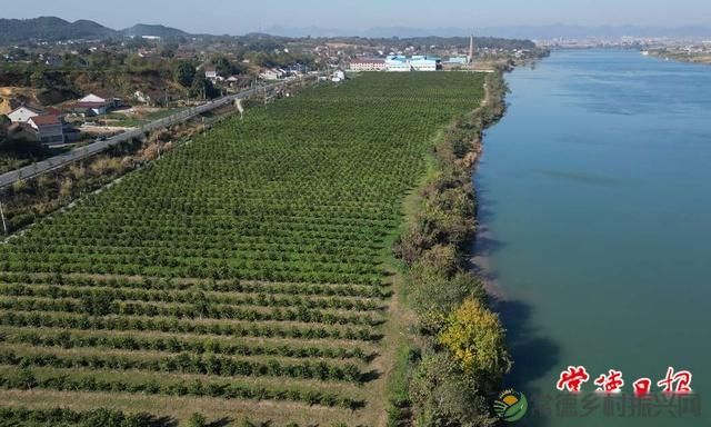 科技创新“点亮”乡村生活——常德市农林科学研究院助力全市农业产业发展纪实(图4)