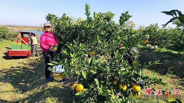 科技创新“点亮”乡村生活——常德市农林科学研究院助力全市农业产业发展纪实(图6)