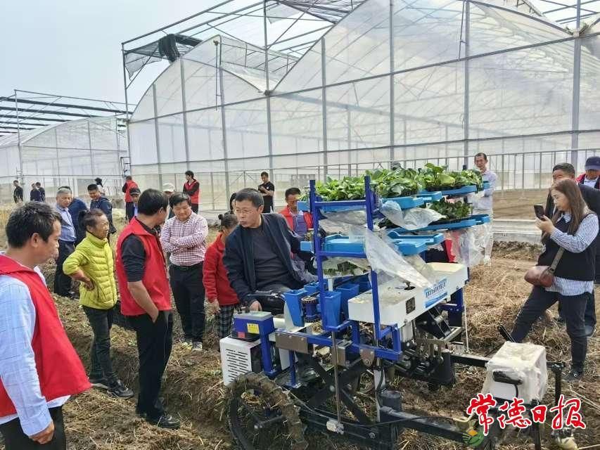 常德市农科院助力安乡菜薹产业发展(图2)