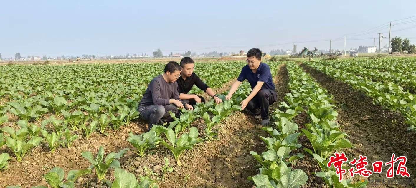 常德市农科院助力安乡菜薹产业发展
