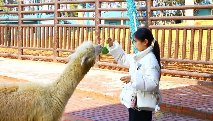汉寿:文旅活动受热捧 龙腾狮跃贺新春(图5) 图片