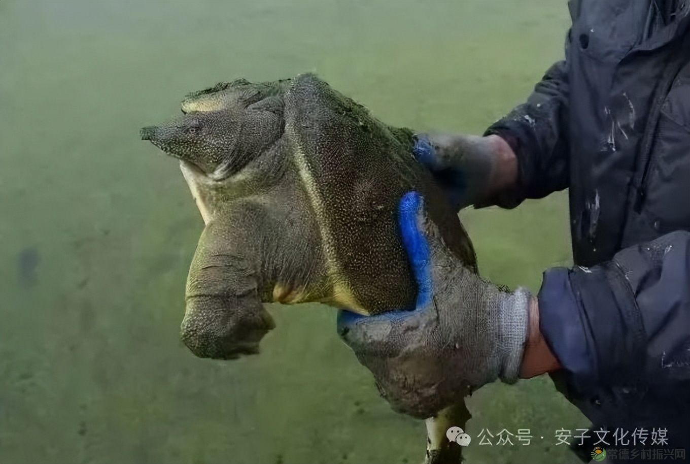 【常德甲鱼】甲鱼“突袭”,从惊恐到味蕾的奢华之旅(图2) 【常德甲鱼】甲鱼“突袭”,从惊恐到味蕾的奢华之旅(图2)