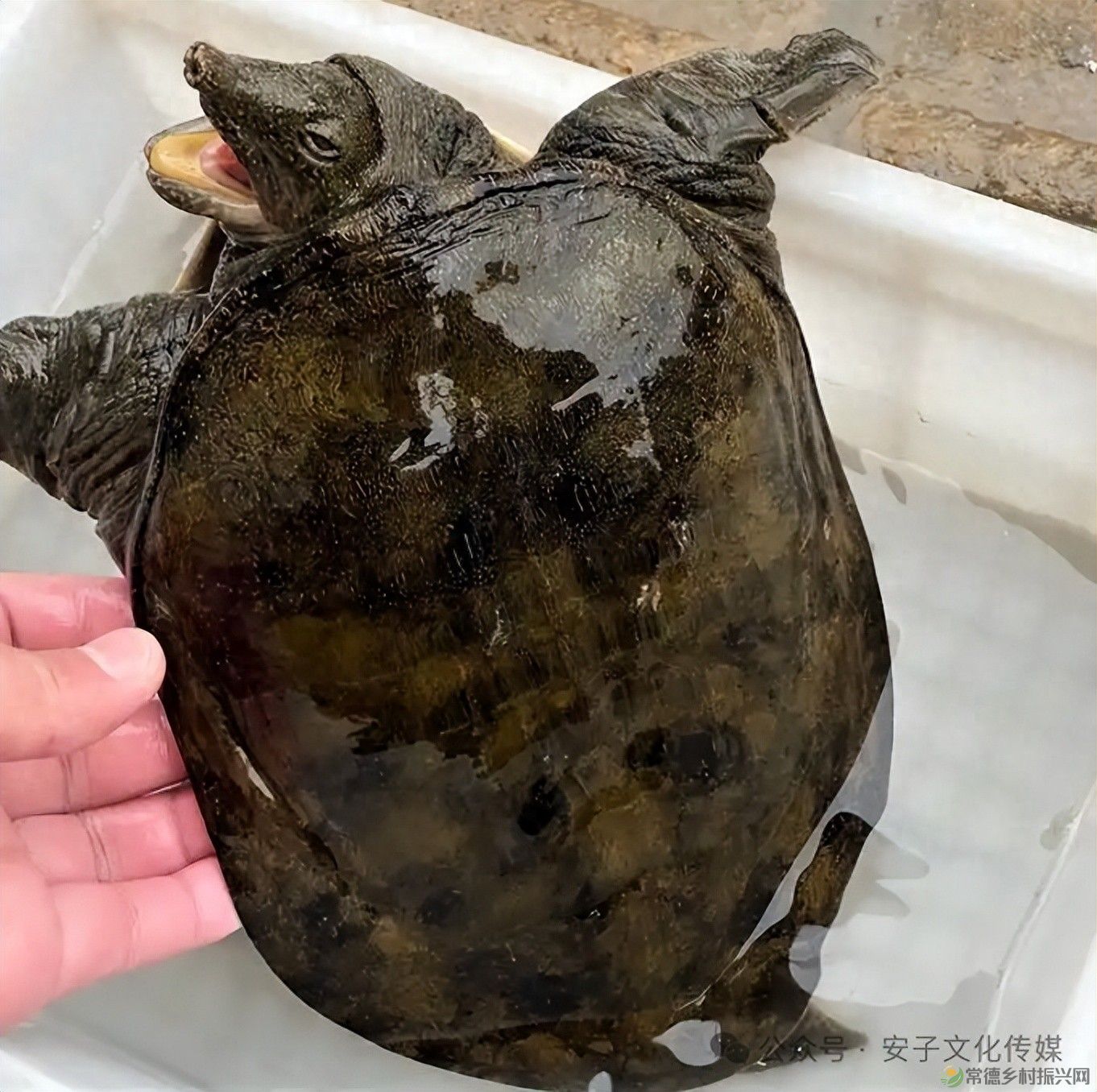 【常德甲鱼】甲鱼“突袭”，从惊恐到味蕾的奢华之旅