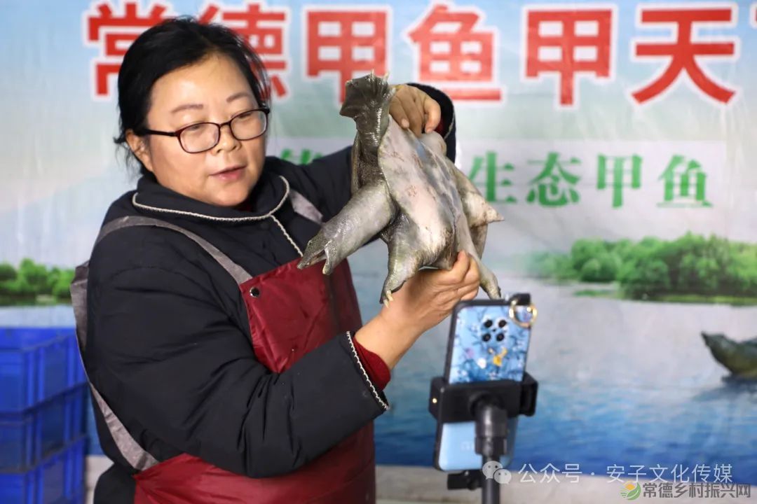 【常德甲鱼】甲鱼“突袭”,从惊恐到味蕾的奢华之旅(图3) 【常德甲鱼】甲鱼“突袭”,从惊恐到味蕾的奢华之旅(图3)