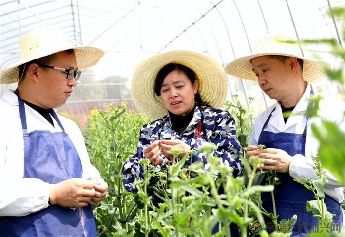 常德市农科院油菜育种实现新突破