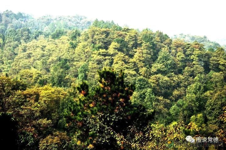 10年前我们一起走过的桃花源(图30) 图片