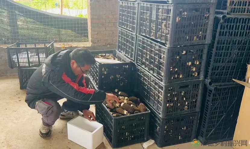 顺丰护航“村长直播带货”畅通湖南农产品上行路(图2) 顺丰护航“村长直播带货”畅通湖南农产品上行路(图2)