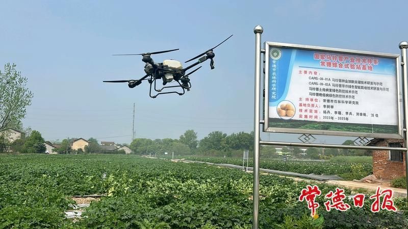 常德市农科院加强马铃薯病害防治